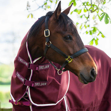 Buy Gallop Trojan Xtra Lightweight Neck Cover| Online for Equine