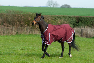 Gallop Trojan Xtra Lightweight Standard Neck Turnout Rug| Online For Equine