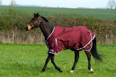 Gallop Trojan Xtra Lightweight Standard Neck Turnout Rug| Online For Equine