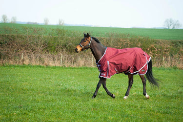 Gallop Trojan Xtra Lightweight Standard Neck Turnout Rug| Online For Equine