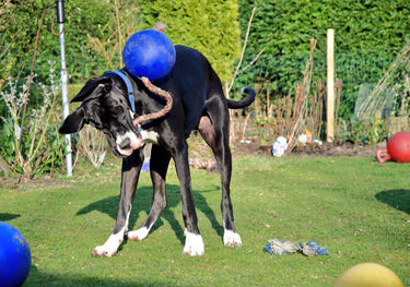 Buy Jolly Pets Romp-N-Roll Blue | Online for Equine