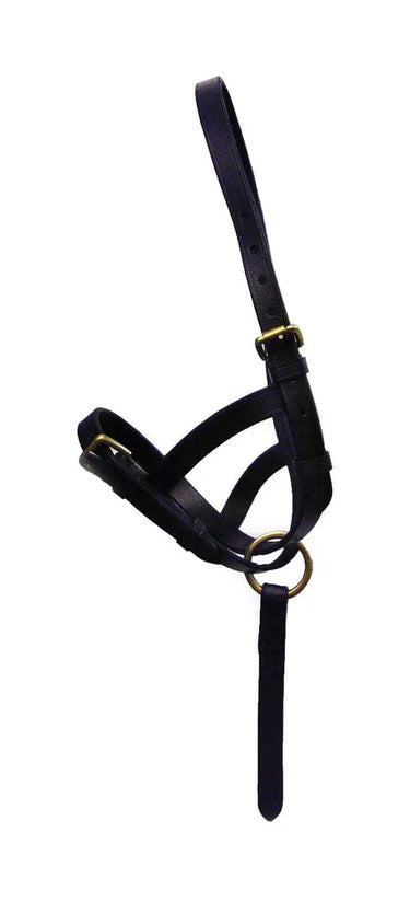 Buy HY Leather Foal Slip| Online for Equine