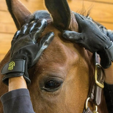 Buy Hands On Grooming Mitt| Online for Equine