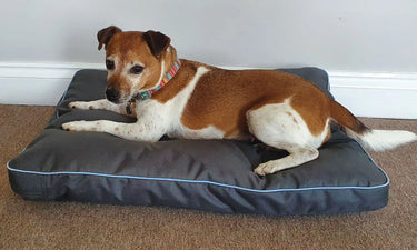 Henry Wag Brecon Adventure Bed| Online For Equine