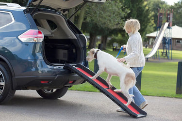 Buy Henry Wag Lightweight Folding Pet Ramp | Online for Equine