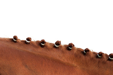 Hippotonic Braiding Bands| Online For Equine