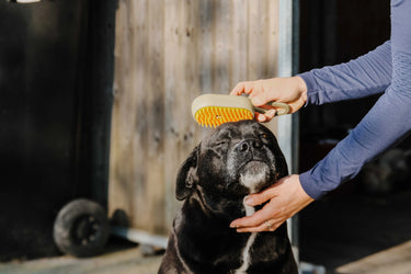 Hippotonic Vapeur Curry Comb With Handle| Online For Equine