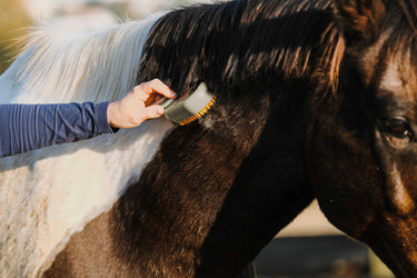 Hippotonic Vapeur Curry Comb With Handle| Online For Equine