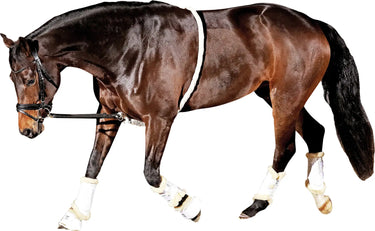 Buy Horse Guard Soft Loop Lunging Aid | Online for Equine