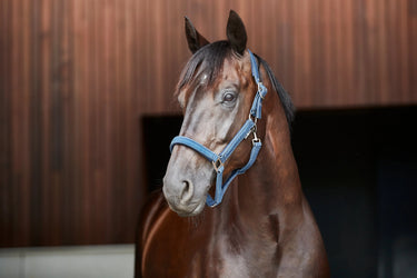 Horseguard Jewel Halter| Online For Equine