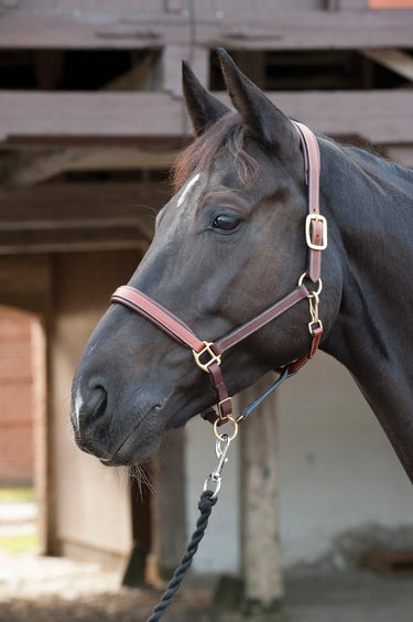 Horseguard Leather Halter| Online For Equine