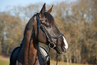 Horseguard Level Anatomic Bridle Without Reins| Online For Equine