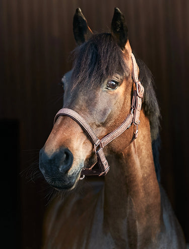 Horseguard Lex Halter| Online For Equine