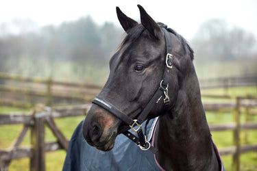 Horseguard Mesh Halter| Online For Equine