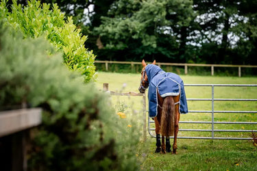 Horseware Ireland Amigo 1200D Plus Turnout Rug Bundle  (50G + 100G + 200G) Navy / Titanium Grey & Silver| Online For Equine