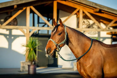 Horseware Ireland Amigo Headcollar & Leadrope Bramble| Online For Equine