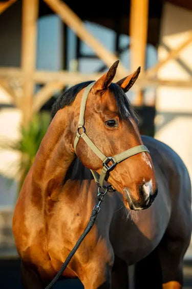 Horseware Ireland Amigo Headcollar & Leadrope Bramble| Online For Equine