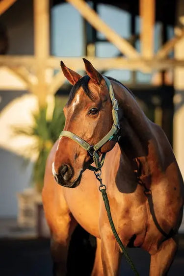 Horseware Ireland Amigo Headcollar & Leadrope Bramble| Online For Equine