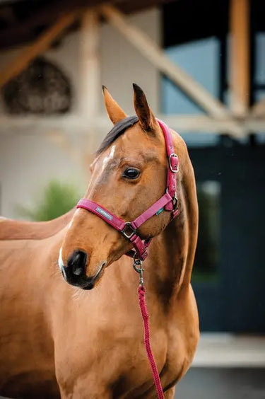 Horseware Ireland Amigo Headcollar & Leadrope Mulberry| Online For Equine