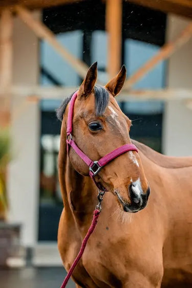 Horseware Ireland Amigo Headcollar & Leadrope Mulberry| Online For Equine