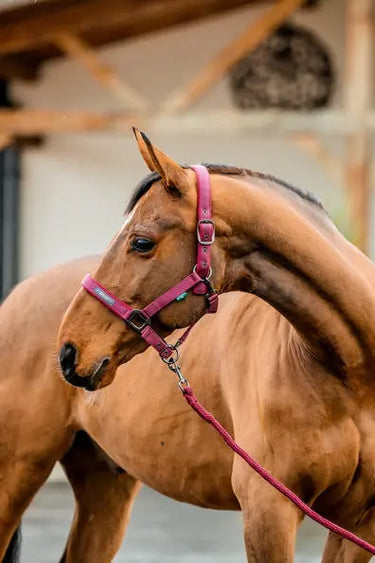 Horseware Ireland Amigo Headcollar & Leadrope Mulberry| Online For Equine
