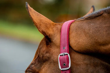 Horseware Ireland Amigo Headcollar & Leadrope Mulberry| Online For Equine