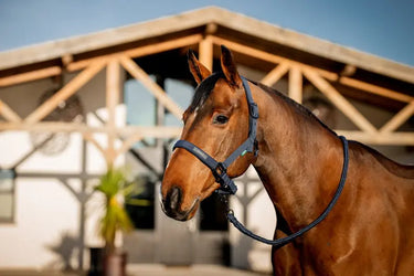 Horseware Ireland Amigo Headcollar & Leadrope Navy| Online For Equine