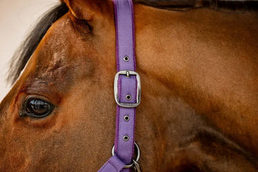Horseware Ireland Amigo Headcollar & Leadrope Winterberry| Online For Equine