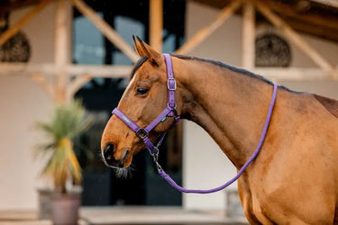 Horseware Ireland Amigo Headcollar & Leadrope Winterberry| Online For Equine