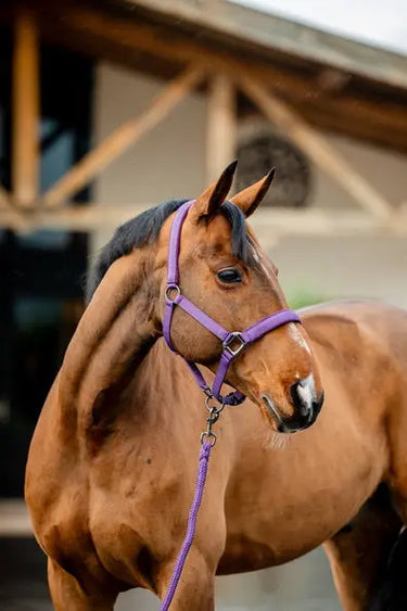 Horseware Ireland Amigo Headcollar & Leadrope Winterberry| Online For Equine