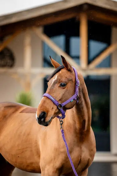 Horseware Ireland Amigo Headcollar & Leadrope Winterberry| Online For Equine