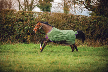Buy Horseware Ireland Amigo Hero Ripstop Bramble 50g Standard Neck Turnout Rug | Online for Equine