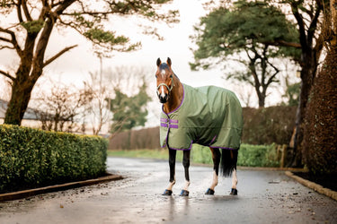 Buy Horseware Ireland Amigo Hero Ripstop Bramble 50g Standard Neck Turnout Rug | Online for Equine