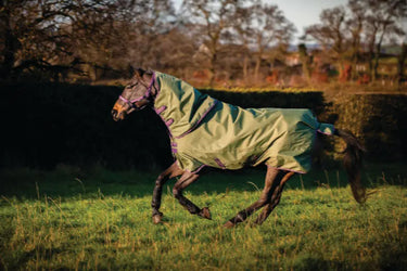 Buy Horseware Ireland Amigo Hero Ripstop Plus 100g Detachable Neck Bramble Turnout Rug | Online for Equine