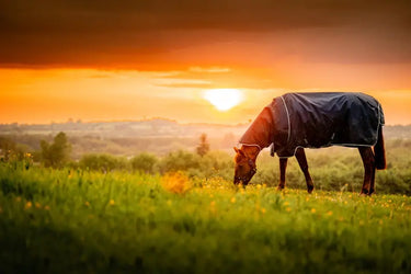 Horseware Ireland Amigo Ripstop 900D Plus 100g Pony Turnout Rug| Online For Equine