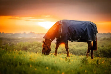 Horseware Ireland Amigo Ripstop 900D Plus Turnout Rug 100G Witney Navy| Online For Equine