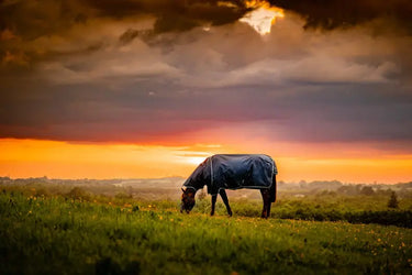 Horseware Ireland Amigo Ripstop 900D Plus Turnout Rug 100G Witney Navy| Online For Equine