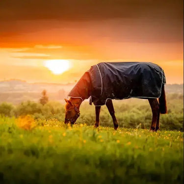 Horseware Ireland Amigo Ripstop 900D Plus 100g Pony Turnout Rug| Online For Equine