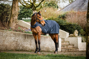 Buy Horseware Ireland Amigo Lite Walker Rug| Online for Equine