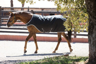 Buy Horseware Ireland Amigo Lite Walker Rug| Online for Equine