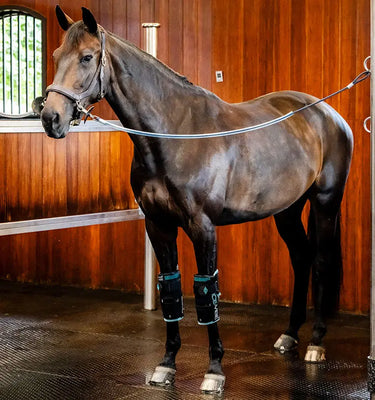 Horseware Ireland Black/Aqua Ice-Vibe Knee Wrap| Online For Equine