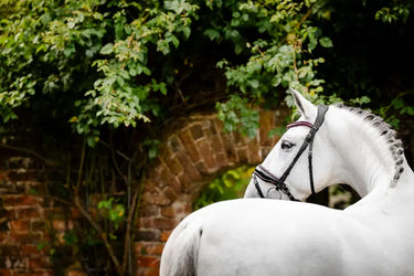 Horseware Ireland Black/Black Horseware Ireland Diamante Flash Bridle| Online For Equine