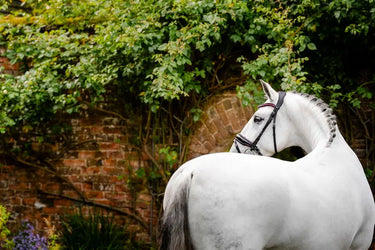 Horseware Ireland Black/Black Horseware Ireland Diamante Flash Bridle| Online For Equine