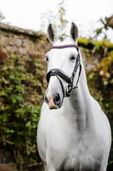 Horseware Ireland Black/Black Horseware Ireland Diamante Flash Bridle| Online For Equine
