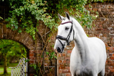Horseware Ireland Black/Black Horseware Ireland Diamante Flash Bridle| Online For Equine