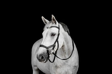 Horseware Ireland Black Horseware Ireland Micklem Deluxe Competition Bridle| Online For Equine