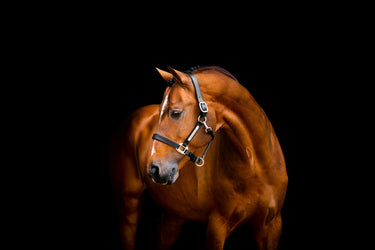 Horseware Ireland Black Horseware Ireland Signature Leather Headcollar| Online For Equine
