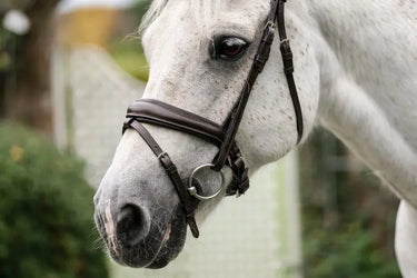 Horseware Ireland Brown Horseware Ireland Pony Flash Bridle| Online For Equine