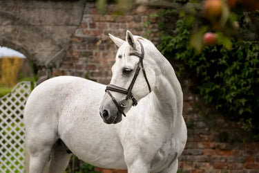 Horseware Ireland Brown Horseware Ireland Pony Flash Bridle| Online For Equine