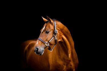 Horseware Ireland Brown Horseware Ireland Signature Leather Headcollar| Online For Equine